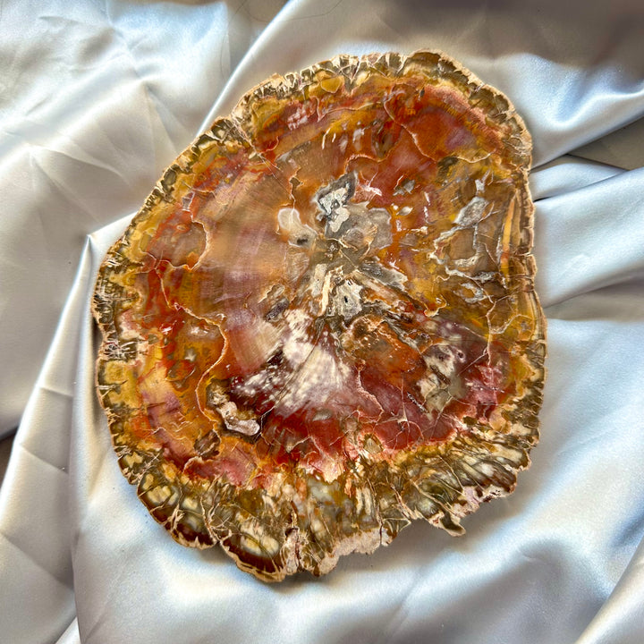 Large Petrified Wood Slice - Polished both sides - Unique - FairyGardenGlow