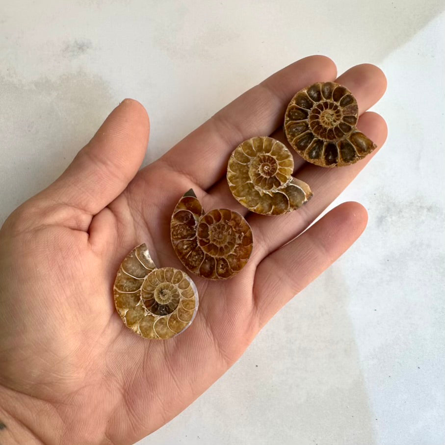Spiral ammonite fossil specimen hand-polished from Madagascar