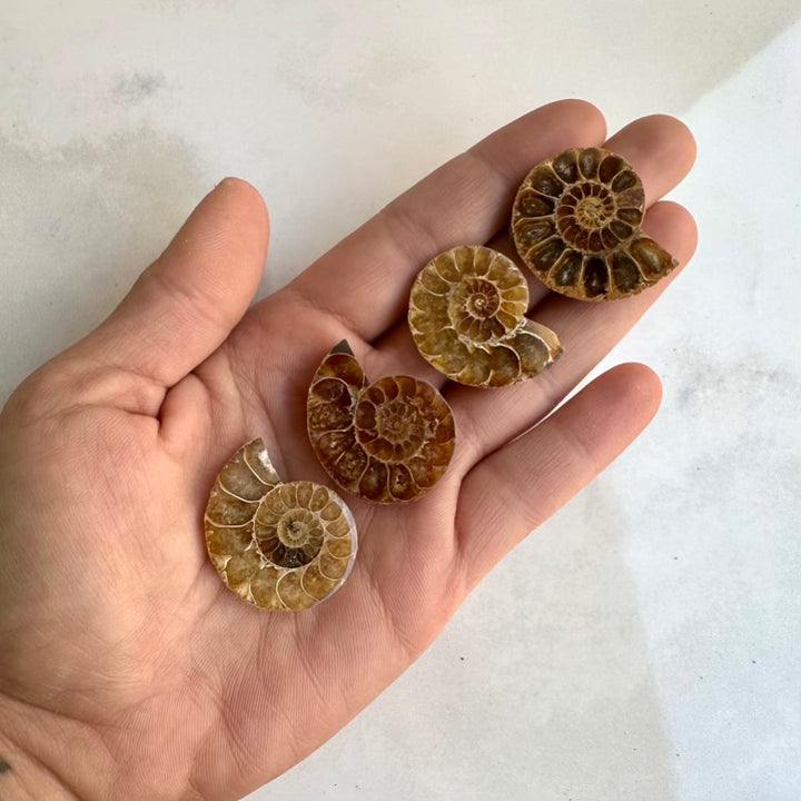 Spiral ammonite fossil specimen hand-polished from Madagascar