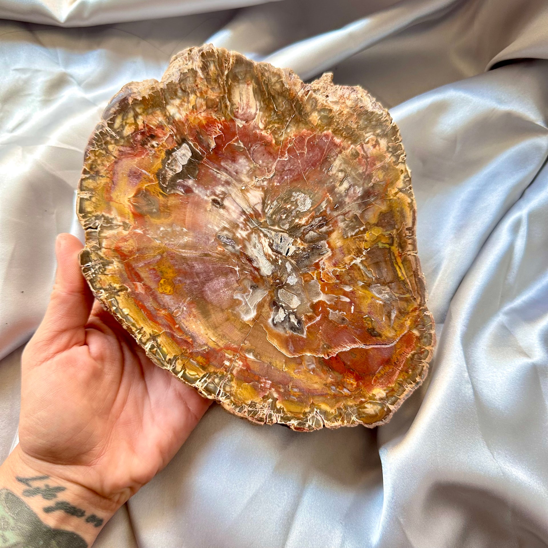 Large Petrified Wood Slice - Polished both sides - Unique - FairyGardenGlow