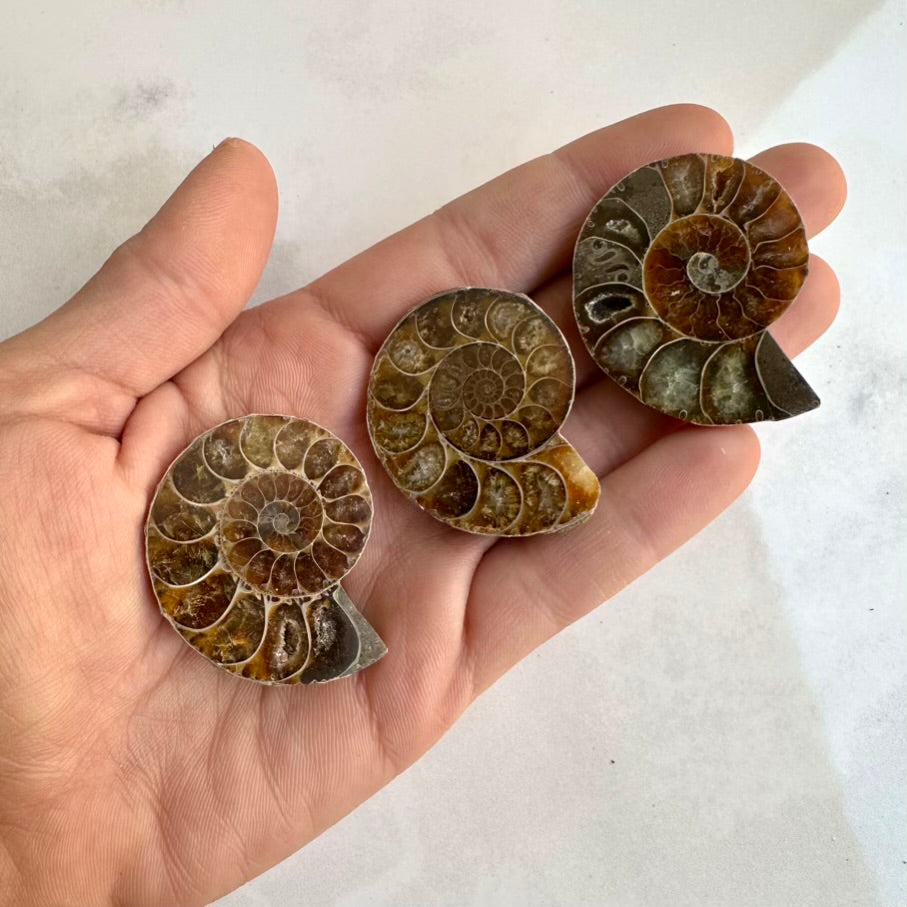 Three ammonite fossils held in a hand against a neutral background