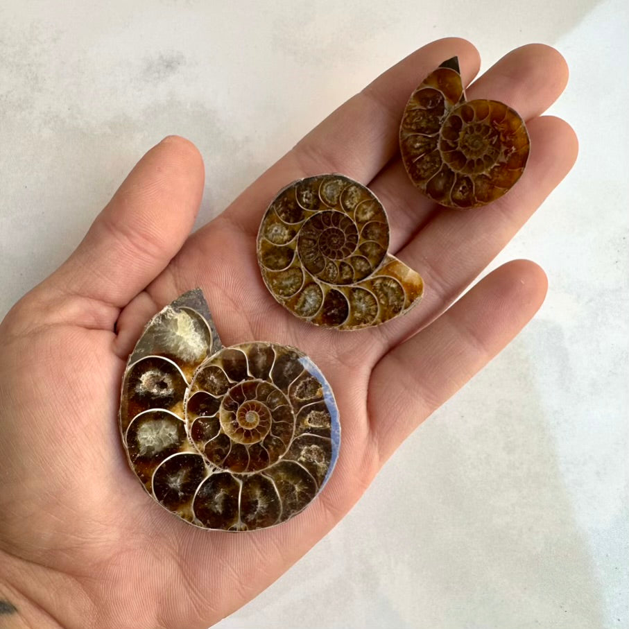 Three ammonite fossils held in a hand against a light background