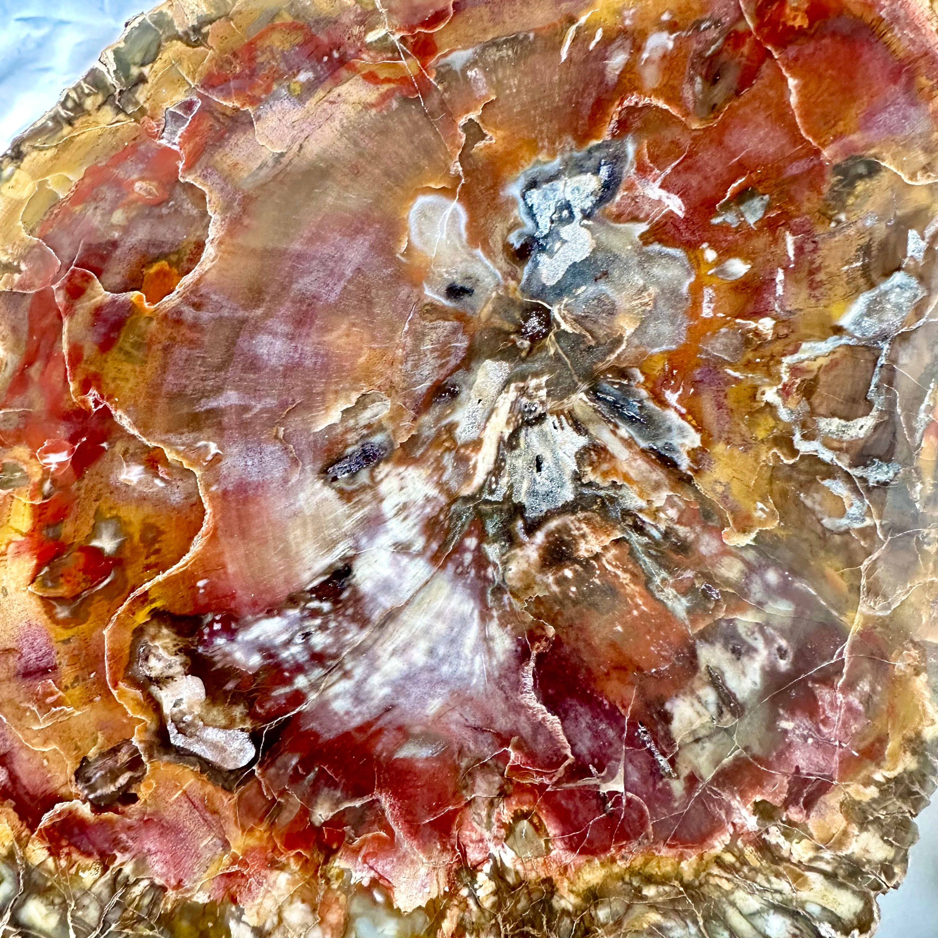 Large Petrified Wood Slice - Polished both sides - Unique - FairyGardenGlow