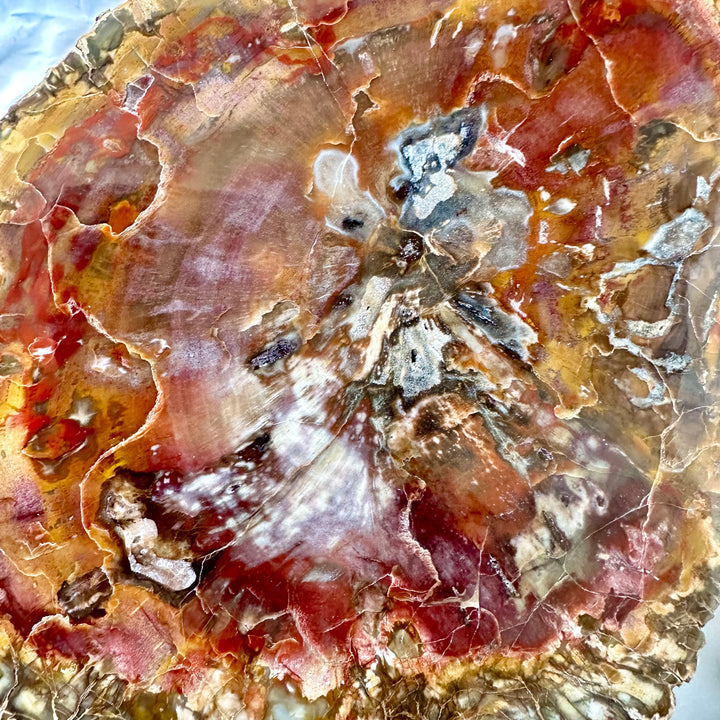 Large Petrified Wood Slice - Polished both sides - Unique - FairyGardenGlow