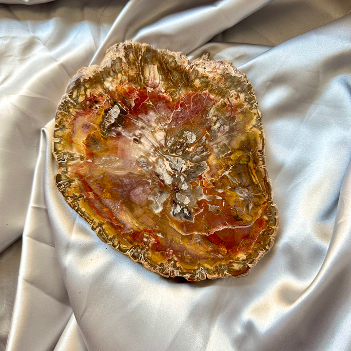 Large Petrified Wood Slice - Polished both sides - Unique - FairyGardenGlow