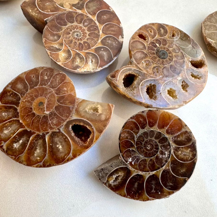 Authentic ammonite shell fossil for grounding and healing energ