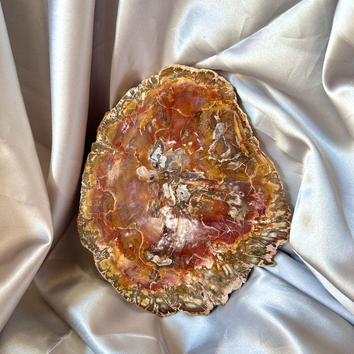 Large Petrified Wood Slice - Polished both sides - Unique - FairyGardenGlow