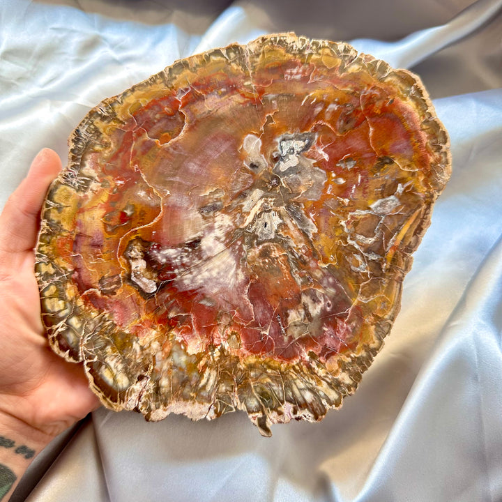 Large Petrified Wood Slice - Polished both sides - Unique - FairyGardenGlow