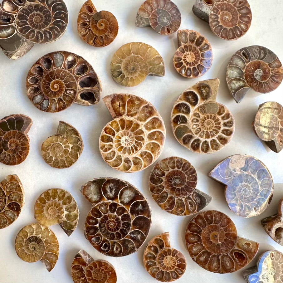 Collection of various ammonite fossils on a white background