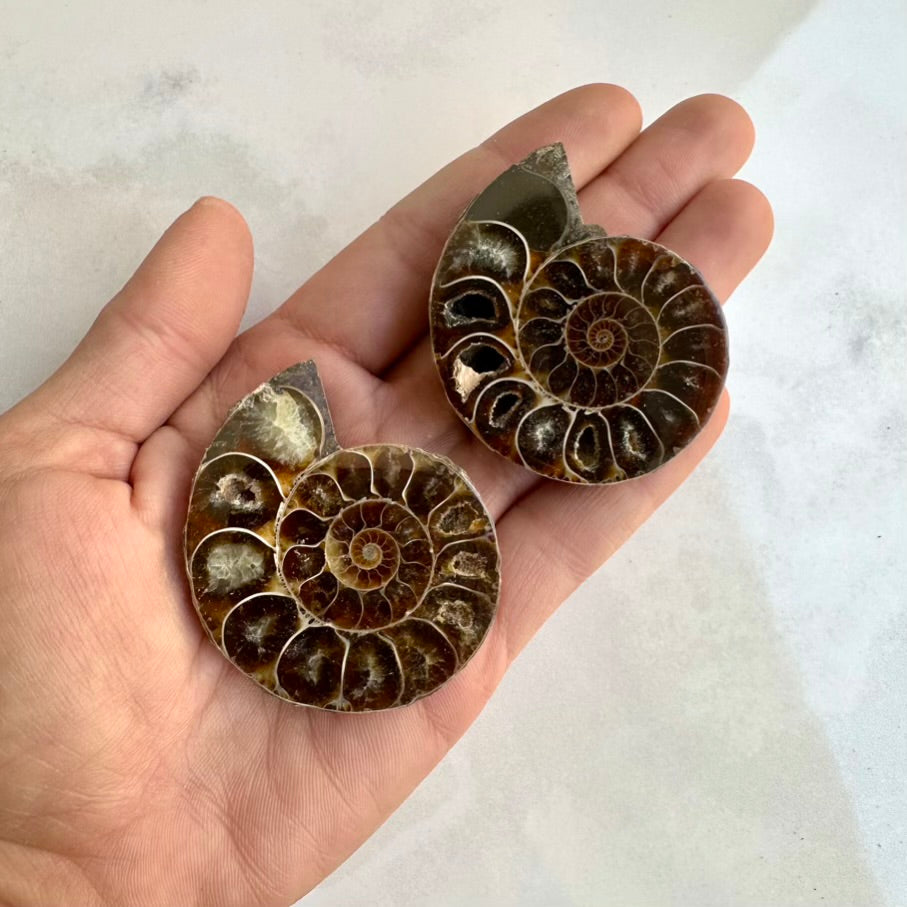 Two ammonite fossils held in a hand against a light background