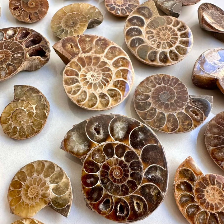 Natural Ammonite Fossil – Authentic Shell, Polished Fossil for Energy & Home Decor (2–5 cm) - FairyGardenGlow