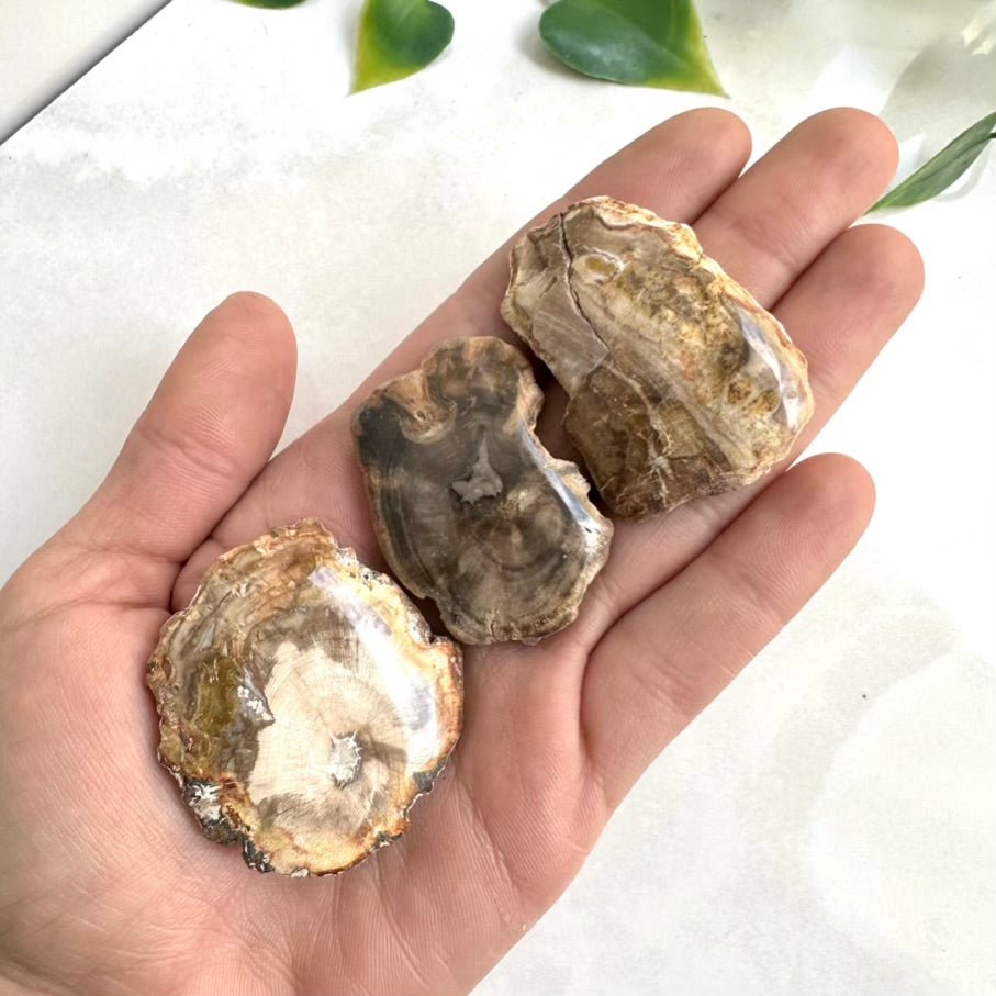 Petrified Wood Specimen – Natural Small Fossilized Wood for Grounding, Stability & Earth Energy - FairyGardenGlow