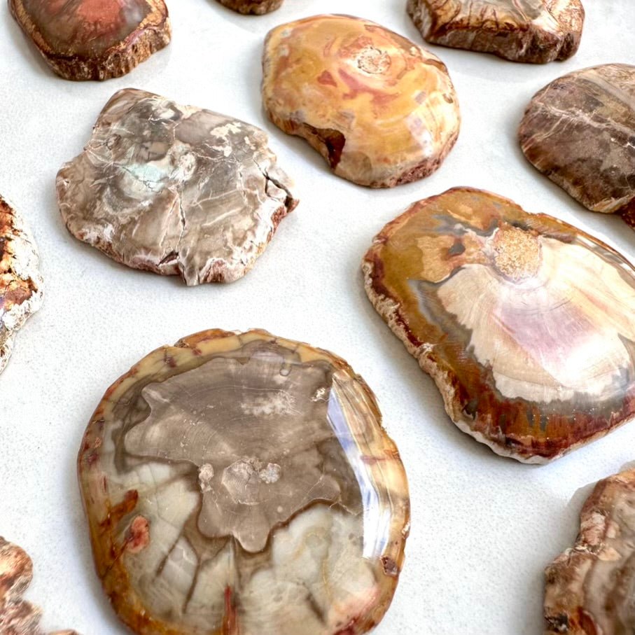 Petrified Wood Specimen – Natural Small Fossilized Wood for Grounding, Stability & Earth Energy - FairyGardenGlow