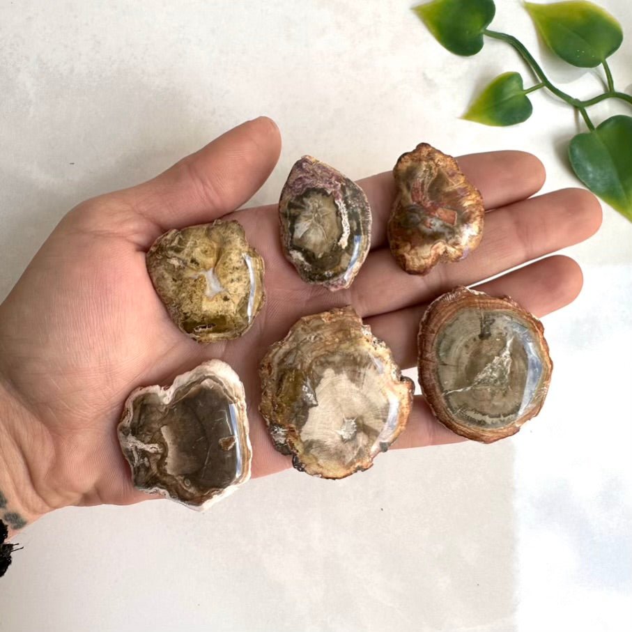 Petrified Wood Specimen – Natural Small Fossilized Wood for Grounding, Stability & Earth Energy - FairyGardenGlow