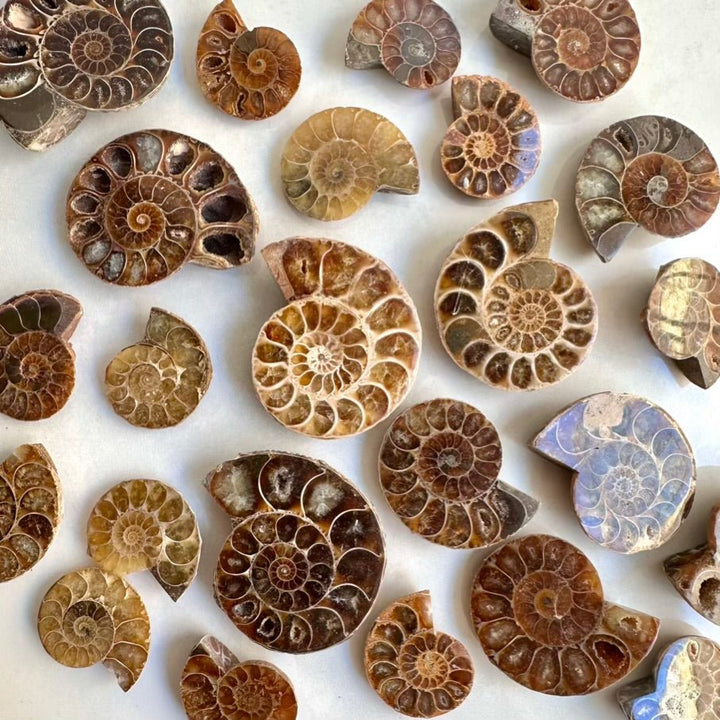 Natural Ammonite Fossil – Authentic Shell, Polished Fossil for Energy & Home Decor (2–5 cm) - FairyGardenGlow