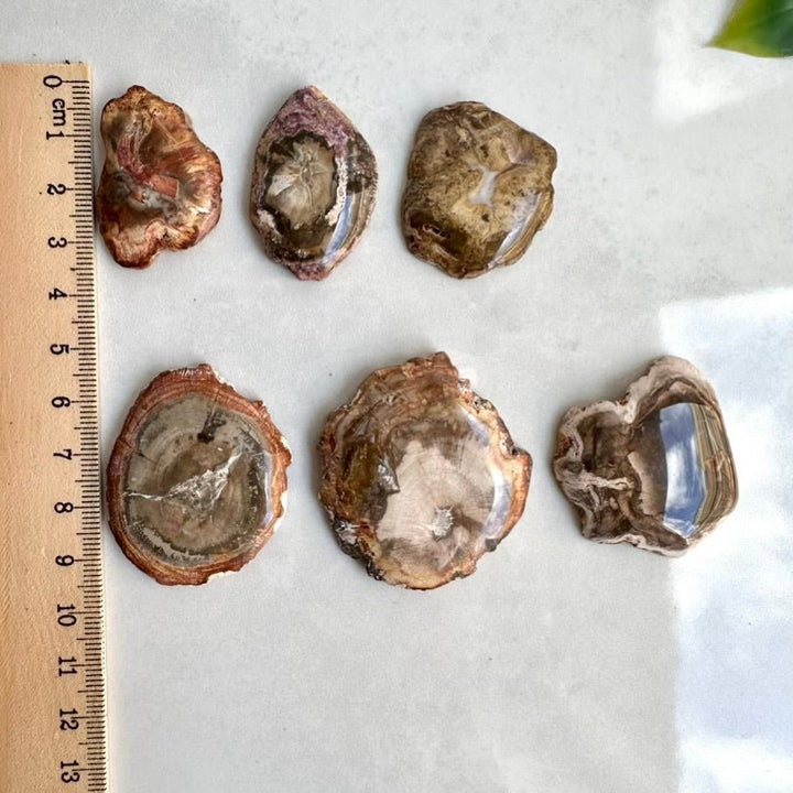 Petrified Wood Specimen – Natural Small Fossilized Wood for Grounding, Stability & Earth Energy - FairyGardenGlow