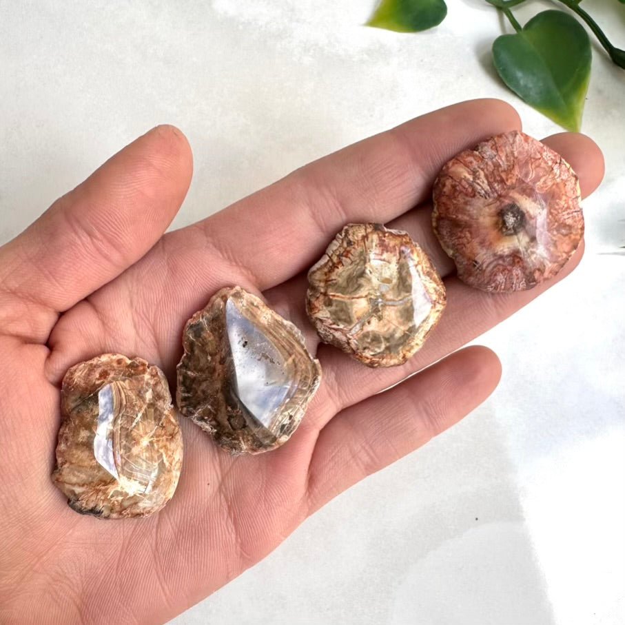 Petrified Wood Specimen – Natural Small Fossilized Wood for Grounding, Stability & Earth Energy - FairyGardenGlow