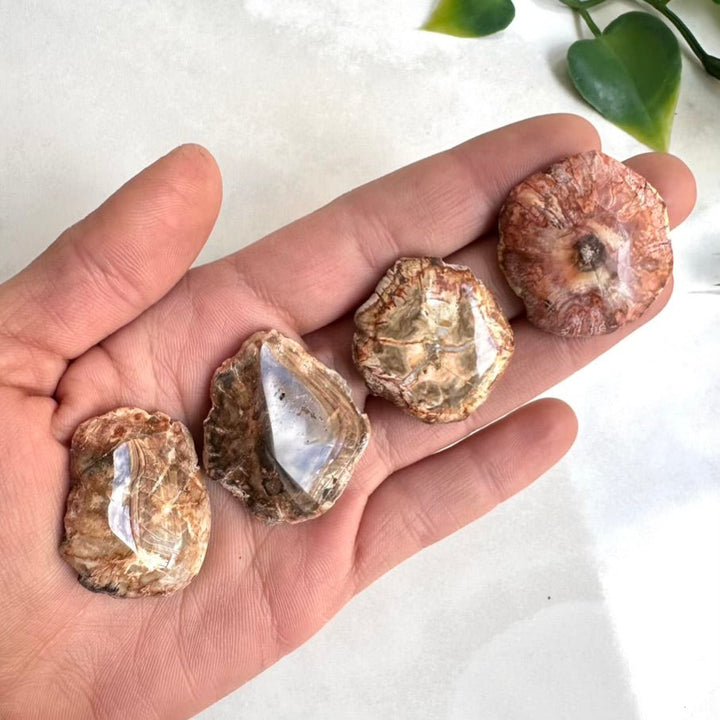 Petrified Wood Specimen – Natural Small Fossilized Wood for Grounding, Stability & Earth Energy - FairyGardenGlow