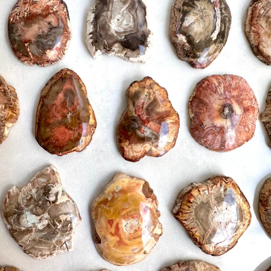 Petrified Wood Specimen – Natural Small Fossilized Wood for Grounding, Stability & Earth Energy - FairyGardenGlow