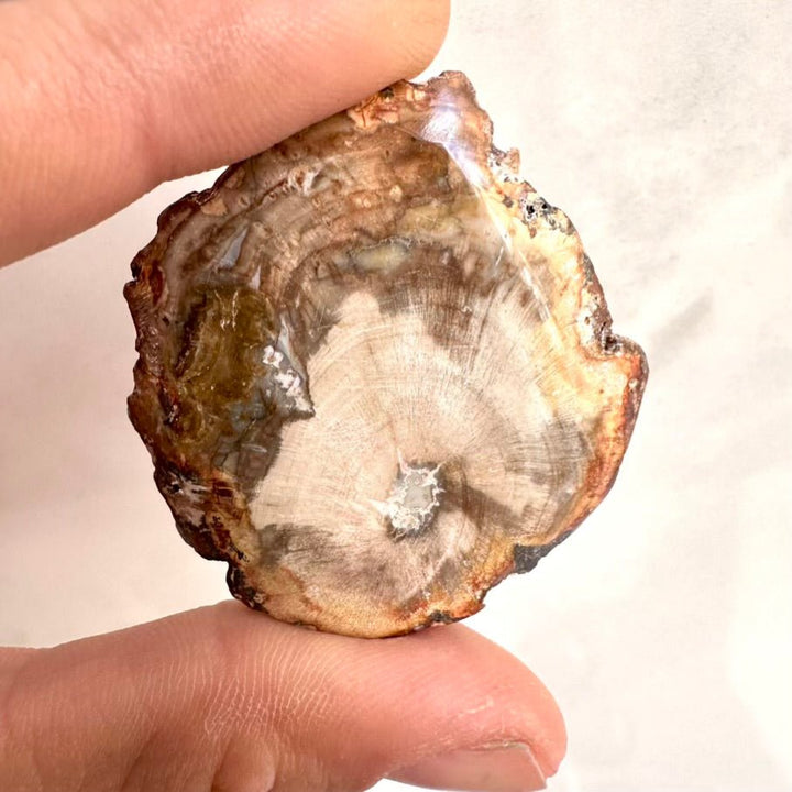 Petrified Wood Specimen – Natural Small Fossilized Wood for Grounding, Stability & Earth Energy - FairyGardenGlow