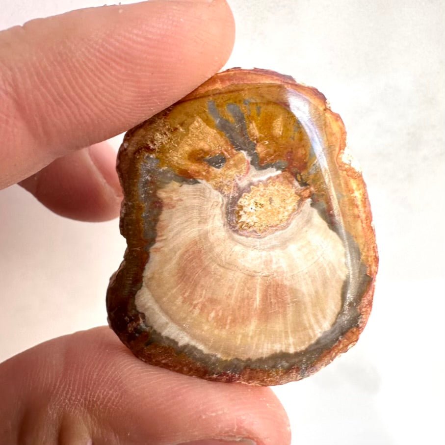 Petrified Wood Specimen – Natural Small Fossilized Wood for Grounding, Stability & Earth Energy - FairyGardenGlow