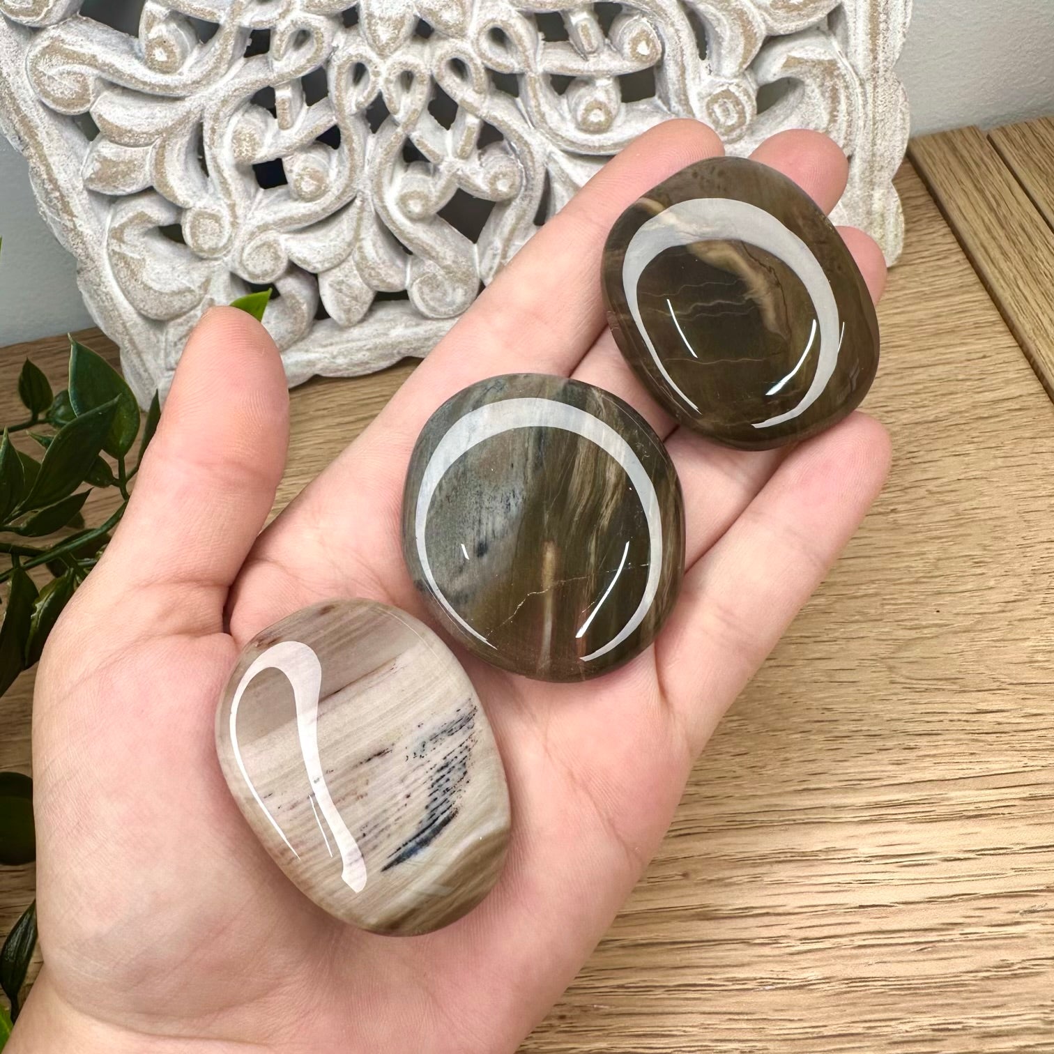 Polished petrified wood healing stone for grounding and stability
