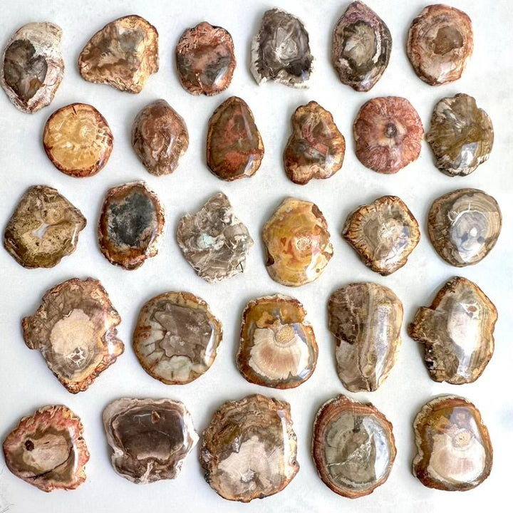 Petrified Wood Specimen – Natural Small Fossilized Wood for Grounding, Stability & Earth Energy - FairyGardenGlow