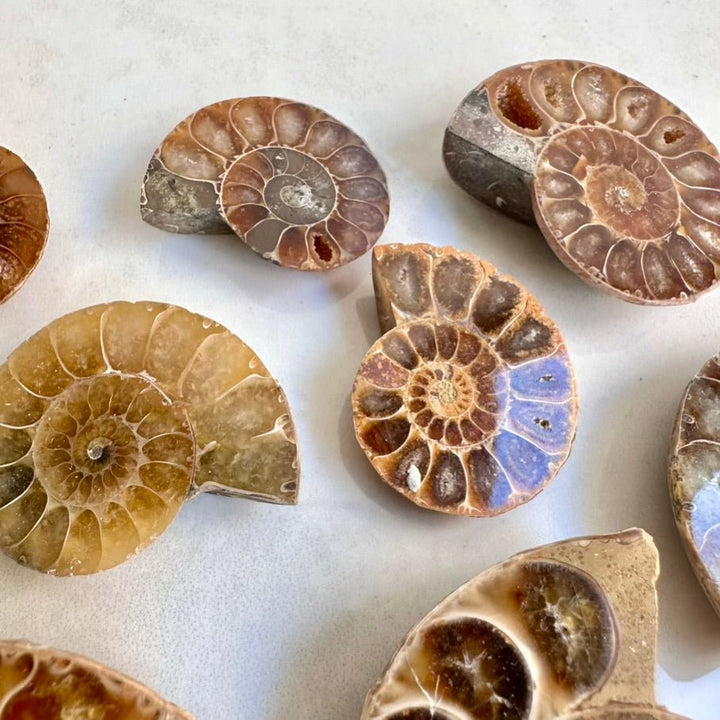 Natural Ammonite Fossil – Authentic Shell, Polished Fossil for Energy & Home Decor (2–5 cm) - FairyGardenGlow